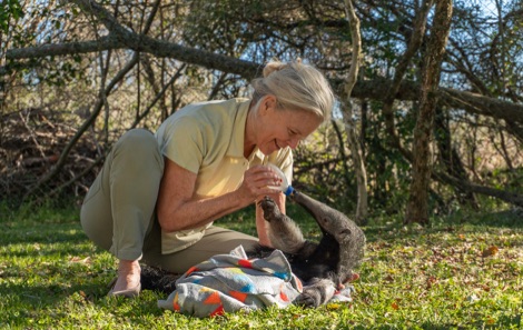 Kristine Tompkins with giant anteater
